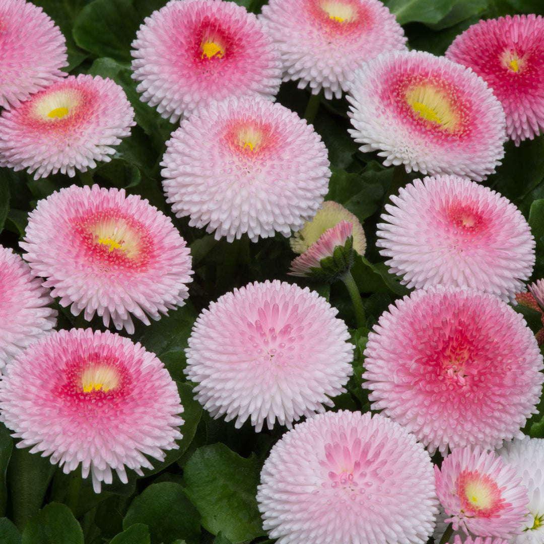 daisy bellis flower seeds