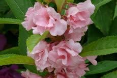 pink balsam flower seeds