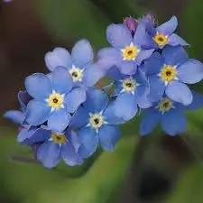 myosotis flower flower seeds