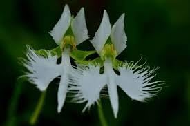egret bonsai flower seeds