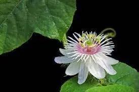 passion flower flower seeds