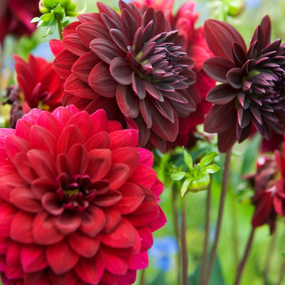 Arabian Night Dahlia Flower Seeds for Planting - 100 pcs