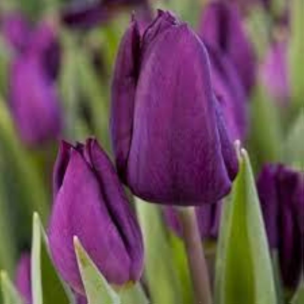 Purple Tulip Flower Seeds – Heirloom Non-GMO Bulb Seeds for Planting