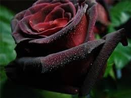 Flower Seeds, Seeds for Planting, Plant Seeds