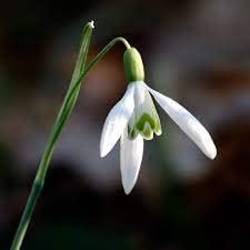 galanthus flower flower seeds