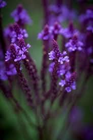 Flower Seeds, Seeds for Planting, Plant Seeds