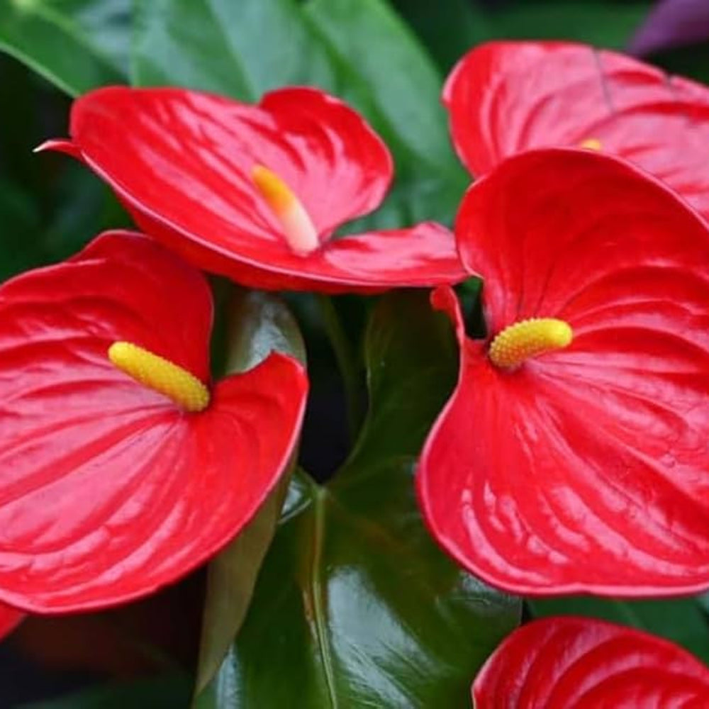red anthurium flower seeds