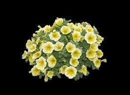 Flower Seeds, Seeds for Planting, Plant Seeds