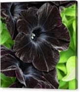 Flower Seeds, Seeds for Planting, Plant Seeds