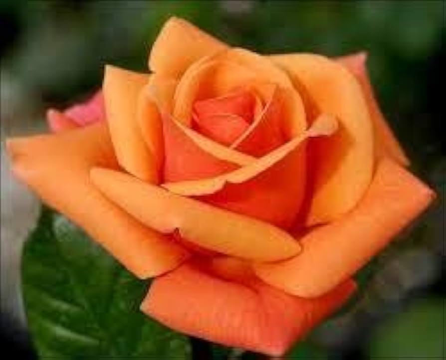 orange osiria flower seeds