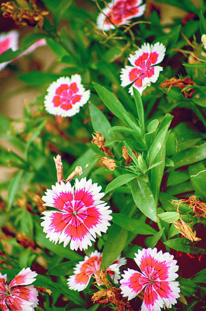 pink dianthus flower seeds