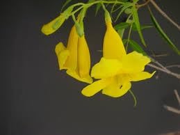 tecoma stans flower seeds