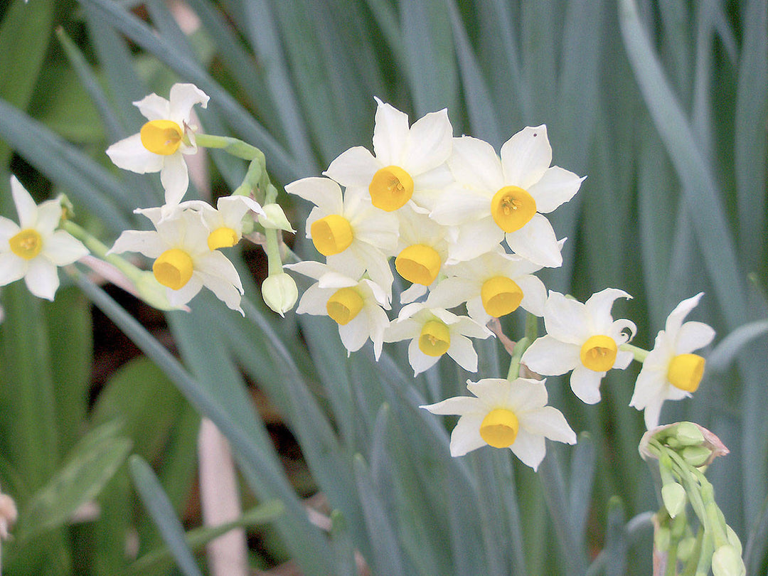 Friske Narcissus Blomsterfrø til udplantning, lyseblå 100 stk