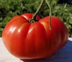 Big Huge Red Tomato Seeds for Planting
