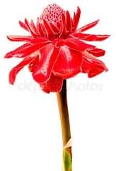 Flower Seeds, Seeds for Planting, Plant Seeds