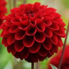 red heirloom flower seeds