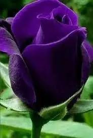 purple thick flower seeds
