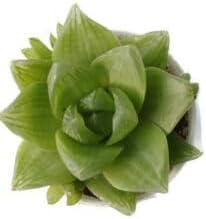 Flower Seeds, Seeds for Planting, Plant Seeds