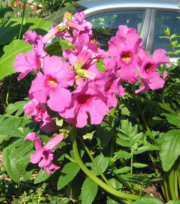 hardy gloxinia flower seeds