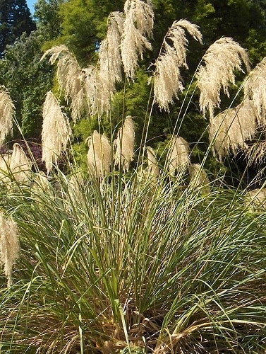 Chionochloa Conspicua Seeds for Planting – Tall Ornamental Grass Seeds, Drought-Tolerant, Ideal for Landscapes