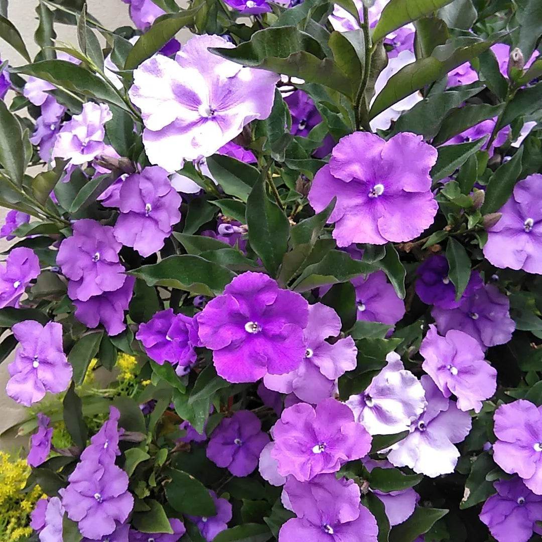 Brunfelsia Flower Seeds for Planting – Fragrant Blooms | Heirloom Non-GMO Seeds | High Germination