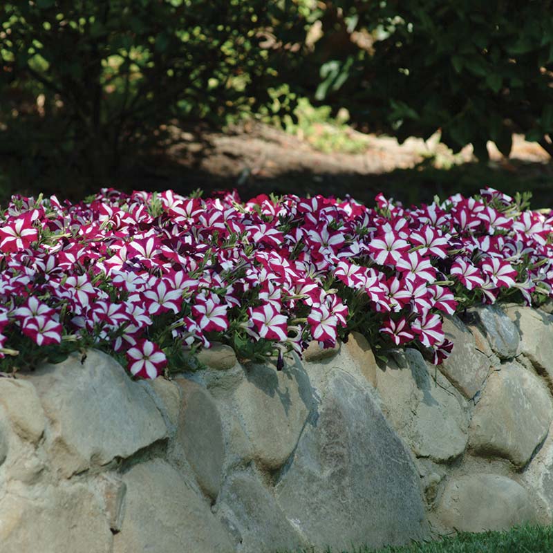 Petunia Flower Seeds for Planting Pink White 100 pcs