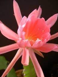 Flower Seeds, Seeds for Planting, Plant Seeds