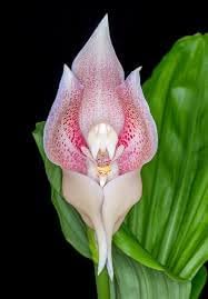 orchid flower flower seeds