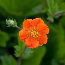 Flower Seeds, Seeds for Planting, Plant Seeds