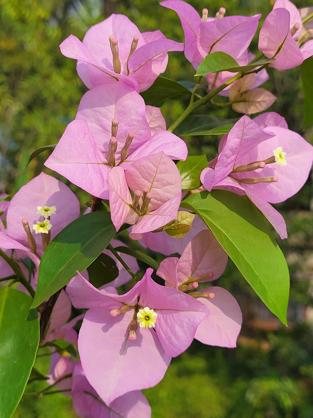 Light Pink Bougainvillea Flower Seeds - 100 pcs