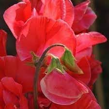 pea pearl flower seeds