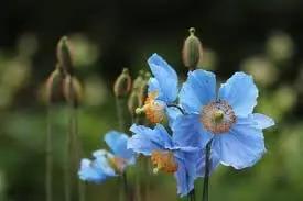blue rose flower seeds