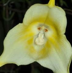 Flower Seeds, Seeds for Planting, Plant Seeds