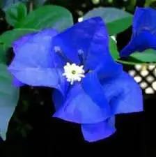 blue spectabilis flower seeds