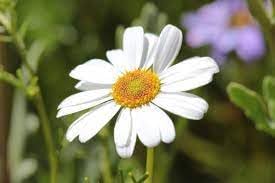 heirloom brachyscome flower seeds