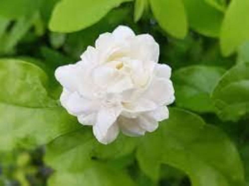 jasmine jasminum flower seeds