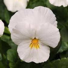 Heirloom Non-GMO Pansy Flower Seeds for Planting