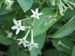 cestrum flower flower seeds