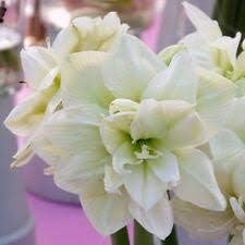 Flower Seeds, Seeds for Planting, Plant Seeds