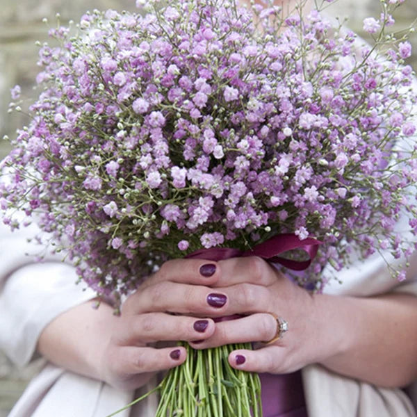 Gypsophila Blomsterfrø til Plantning Lysviolet 100 stk