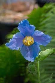 premier flower flower seeds