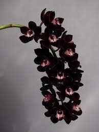 black organic flower seeds