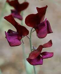 Flower Seeds, Seeds for Planting, Plant Seeds