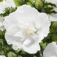 Flower Seeds, Seeds for Planting, Plant Seeds