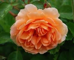 rose rosa flower seeds