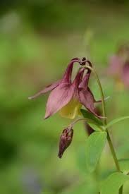 Flower Seeds, Seeds for Planting, Plant Seeds