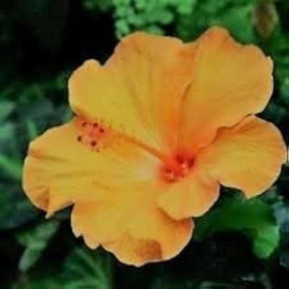 hibiscus syriacus flower seeds
