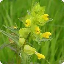 yellow rattle flower seeds