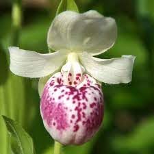 cypripedium for flower seeds