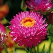 Flower Seeds, Seeds for Planting, Plant Seeds